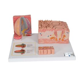 3B Scientific D17 3B MICROanatomy Tongue - 3B Smart Anatomy