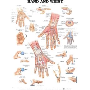 ACC Hand and Wrist Anatomical Chart