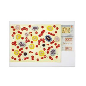 Parco Scientific PB00128 Blood Cell Model