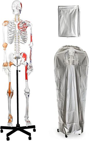 Vision Scientific VAS215-DC Medical Grade, Full Size Skeleton W Hand Painted Muscles & Ligaments | Thick Zip Dust Cover | Skeleton Wired for Natural Movement | Mounted on Roller Stand W Manual in Saudi Arabia