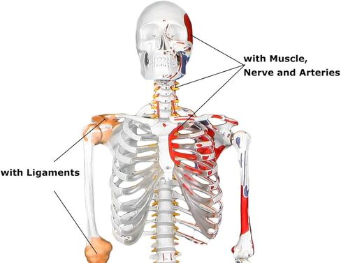 Vision Scientific VAS215-DC Medical Grade, Full Size Skeleton W Hand Painted Muscles & Ligaments | Thick Zip Dust Cover | Skeleton Wired for Natural Movement | Mounted on Roller Stand W Manual in Saudi Arabia