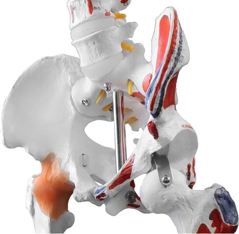 Vision Scientific VAS215-DC Medical Grade, Full Size Skeleton W Hand Painted Muscles & Ligaments | Thick Zip Dust Cover | Skeleton Wired for Natural Movement | Mounted on Roller Stand W Manual in Saudi Arabia