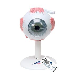 3B Scientific F15 Eye 3 times full-size 6-part - 3B Smart Anatomy