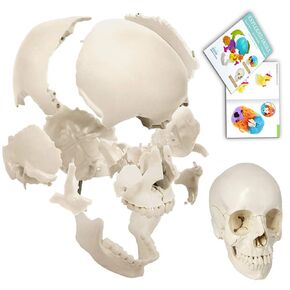 Disarticulated Human Skull Model, Human Skull Model Adult Didactic Version, 22 Parts Skull Life-Size Anatomical Beauchene Skull Model for Medical Teaching Learning, Student Learning Education Display