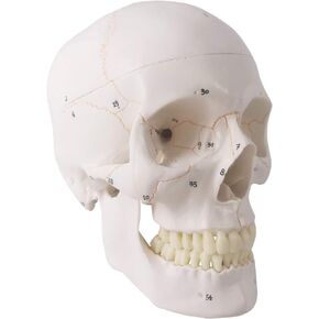 NEW HORIZON 2024 Human Skull Anatomical Model,with Painted Sutures 54 Pcs Labeled Numbered Skull Models for Medical Students,Human Brain Model for Kids Drawing Anatomy
