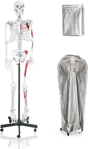 Vision Scientific VAS215-DC Medical Grade, Full Size Skeleton W Hand Painted Muscles & Ligaments | Thick Zip Dust Cover | Skeleton Wired for Natural Movement | Mounted on Roller Stand W Manual in Saudi Arabia