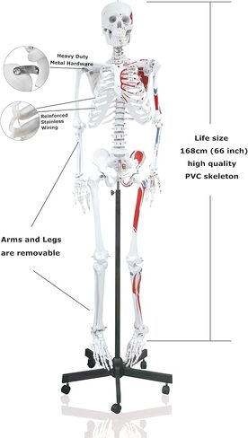 Vision Scientific VAS215-DC Medical Grade, Full Size Skeleton W Hand Painted Muscles & Ligaments | Thick Zip Dust Cover | Skeleton Wired for Natural Movement | Mounted on Roller Stand W Manual in Saudi Arabia