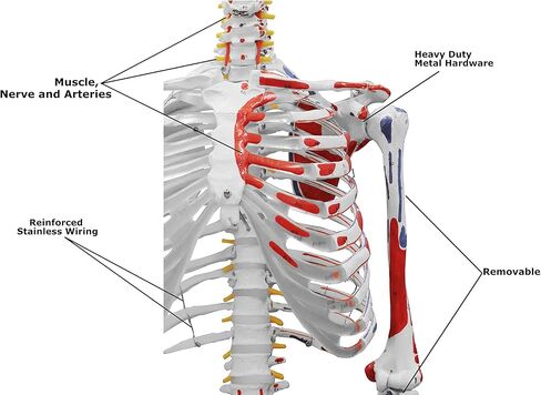 Vision Scientific VAS215-DC Medical Grade, Full Size Skeleton W Hand Painted Muscles & Ligaments | Thick Zip Dust Cover | Skeleton Wired for Natural Movement | Mounted on Roller Stand W Manual in Saudi Arabia