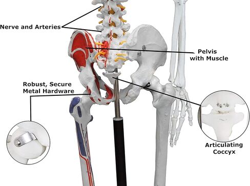Vision Scientific VAS215-DC Medical Grade, Full Size Skeleton W Hand Painted Muscles & Ligaments | Thick Zip Dust Cover | Skeleton Wired for Natural Movement | Mounted on Roller Stand W Manual in Saudi Arabia