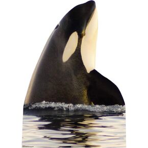 Cardboard People Killer Whale Life Size Cardboard Cutout Standup