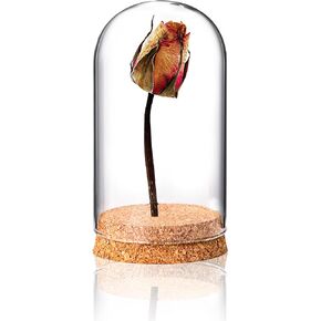 2.5" x 4" Glass Dome Small Display Case with Cork Base, Suitable for Plants, Succulents, Insect specimens, Photos, Ornaments, Toys