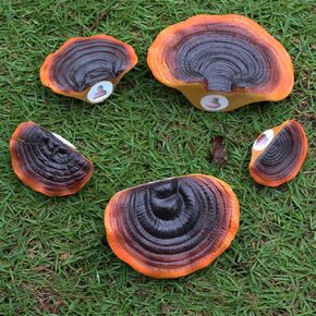 Set of 5 Mushroom Shelf Wall Decor - Outdoor Wall Mounted Small Size Mushroom Rack for Reptile Shelf, Black, mgj-0324
