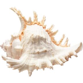 Murex Ramosus Shell Real Murex Sea Shell Large 7-8" Large Sea Shells for Wedding Decor Beach Theme Party Home Decorations DIY Crafts Fish Tank and Shell Collectors