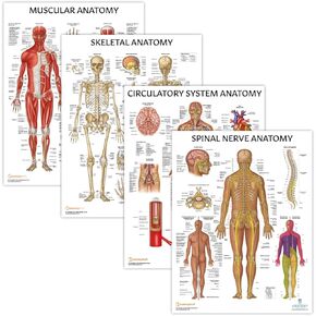 Anatomy Lab 4 PACK Muscular, Skeletal, Circulatory Systems and Spinal Nerves Human Anatomy Poster Set, LAMINATED, Anatomy and Physiology Posters, 17.3 x 22.5 Inches, Body System Charts Bundle, Made