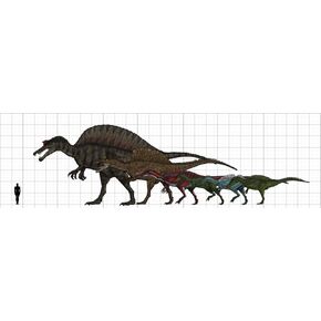 Posterazzi Spinosauridae size chart featuring Spinosaurus Oxalaia Suchomimus Baryonyx Ichthyovenator and Irritator Poster Print, (51 x 15)