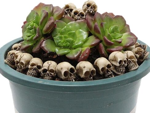 20 قطعة تمثال جماجم صغيرة للهالوين تمثال الهيكل العظمي للهالوين تمثال مصغر لرأس الهيكل العظمي لتزيين سطح المكتب للهالوين in Kuwait