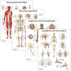 Anatomy Lab 4 PACK Muscular, Skeletal, Nervous Systems and Ligaments of the Joints Human Anatomy Poster Set, LAMINATED, Anatomy and Physiology Posters, 17.3 x 22.5 Inches, Body Systems Bundle, Made