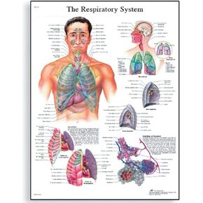 3B Scientific VR1322L Glossy Laminated Paper The Respiratory System Anatomical Chart, Poster Size 20" Width x 26" Height in Kuwait