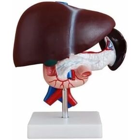 BoNew Human Liver Pancreas Duodenum Anatomical Anatomy Model Medical Model Life Size