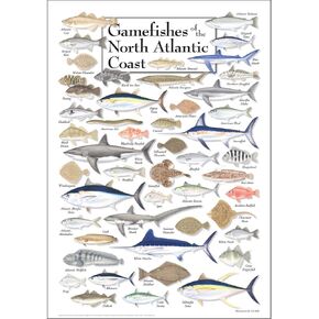 Earth Sky + Water - Gamefishes of Northeast Atlantic - Poster