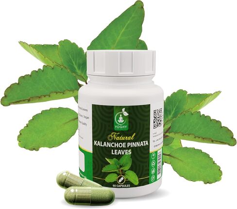 Kalanchoe Pinnata Leaves Powder Capsule Healthy Leaves Powder Well Cleaned Leaf of Life in Saudi Arabia