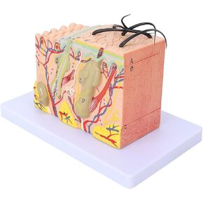 35X Enlarged Anatomical Skin Model, 3 Dimensional Skin Teaching Aids with Labeled Diagram, PVC Material for Anatomical Study