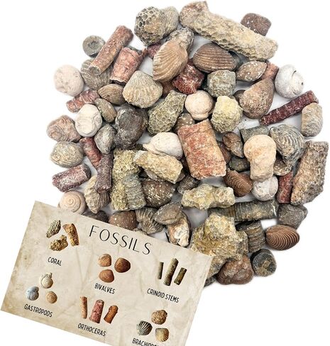 Fossil Mix | 1 lb Bag of Genuine Fossils | Ammonites Crinoids Brachiopods Orthoceras & More! Fossil Dig Dinosaur Party Favors in Saudi Arabia