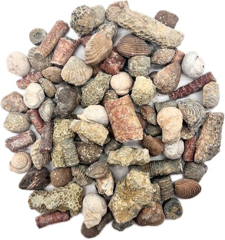 Fossil Mix | 1 lb Bag of Genuine Fossils | Ammonites Crinoids Brachiopods Orthoceras & More! Fossil Dig Dinosaur Party Favors in Saudi Arabia