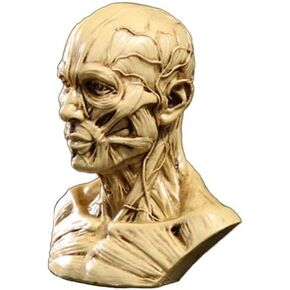 Portable Human Model Craft Anatomy Skull Head Muscle Bone Medical Artist Drawing Study