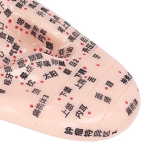 Ear Acupuncture Point Sticks Set, Silicone Ear Acupoint Model 17cm Ear Point Telescopic Probe Tweezers 600PCS Auricular Patches Ear Seed Acupressure Kit Ear Press Seeds Pressure Ears Stickers in Saudi Arabia