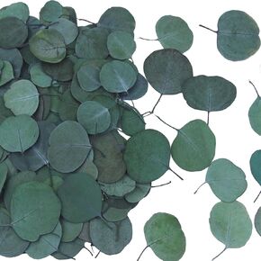 200 Pcs Preserved Real Eucalyptus Leaves Natural Dried Eucalyptus Leaves Bulk Eucalyptus Petals for Flower Girl Basket Biodegradable Leaves Confetti for Wedding Table Decor Baby Shower Party