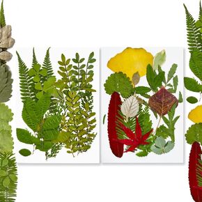 36 Pieces Dried Pressed Leaves Dried Flowers for Resin Real Assorted Dried Greenery for Pressed Leaf Art Craft DIY Embellishment Decorations (B Styles)