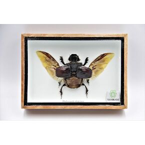 Real Exotic Elephant Dung Beetle (Heliocopris dominus (Bates, 1868) Open Wings Female – preserved taxidermy insect bug collection framed in a wooden box as pictured