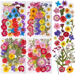 145 قطعة من الزهور المجففة الطبيعية المضغوطة المختلطة متعددة الألوان من الزهور المضغوطة الصغيرة من زهور الكوبية للفن والحرف اليدوية المصنوعة من الراتنج لتزيين الأظافر (الأحمر والأرجواني والأزرق) in Kuwait