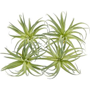 Fake Artificial Tillandsia Air Plants That Look Real, 4 Pack Faux Bromeliads Home Decor Realistic Stems for Display (Medium)