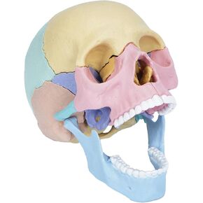 2024 New Human Anatomy Skull Model,17 Part Puzzle of Skull and 10 Knowledge Flash Cards Detachable Palm Sized Mini Human Medical Skull Model