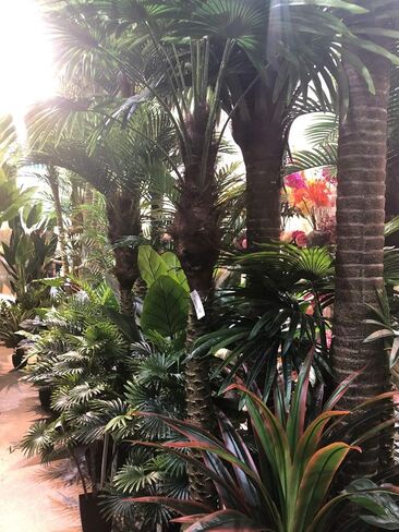 AMERIQUE Nuresery Tech، مع حزمة من 2 نبات اصطناعي رائع وفريد ​​من نوعه بطول 5 أقدام من الحرير الأرجواني مع وعاء بلاستيكي للحضانة، تقنية اللمس الحقيقي، مع حماية من الأشعة فوق البنفسجية، جودة فائقة in Kuwait