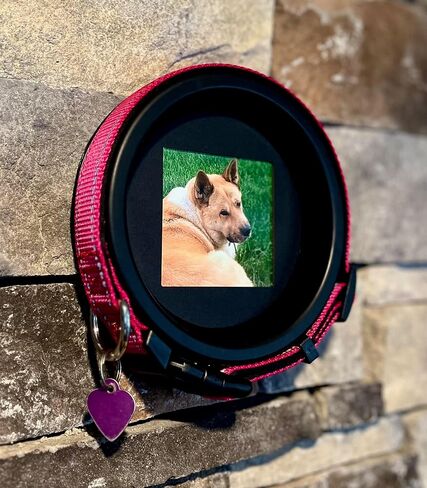 Whisker & Fang - Dog Memorial Picture Frame, Black Wall Mount, Round 18'' Circumference, Pet Memorial Frame, Dog Collar Memorial Frame, Halo Pet Frame in Saudi Arabia