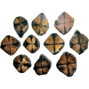 Chiastolite Medallion Healing Crystal, 32-42mm Hand Cut and Polished Face Side, Natural Stone Slice, from California USA, Brown, Black, Gold