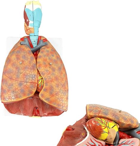Veipho Human Lung Model, Respiratory System Model with 51 Parts Indication Signs, 7 Removable Parts Life Size Lung Model, Lung Anatomical Model, Includes Heart and Throat & Base and Chart in Saudi Arabia
