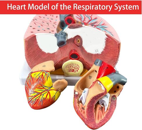 Veipho Human Lung Model, Respiratory System Model with 51 Parts Indication Signs, 7 Removable Parts Life Size Lung Model, Lung Anatomical Model, Includes Heart and Throat & Base and Chart in Saudi Arabia