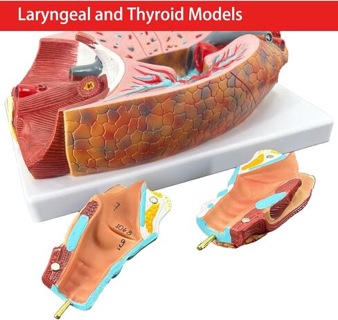 Veipho Human Lung Model, Respiratory System Model with 51 Parts Indication Signs, 7 Removable Parts Life Size Lung Model, Lung Anatomical Model, Includes Heart and Throat & Base and Chart in Saudi Arabia