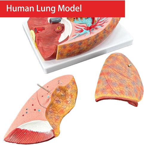 Veipho Human Lung Model, Respiratory System Model with 51 Parts Indication Signs, 7 Removable Parts Life Size Lung Model, Lung Anatomical Model, Includes Heart and Throat & Base and Chart in Saudi Arabia