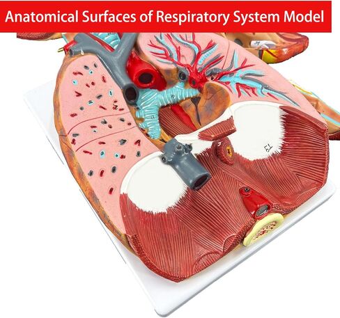 Veipho Human Lung Model, Respiratory System Model with 51 Parts Indication Signs, 7 Removable Parts Life Size Lung Model, Lung Anatomical Model, Includes Heart and Throat & Base and Chart in Saudi Arabia