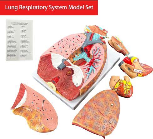 Veipho Human Lung Model, Respiratory System Model with 51 Parts Indication Signs, 7 Removable Parts Life Size Lung Model, Lung Anatomical Model, Includes Heart and Throat & Base and Chart in Saudi Arabia