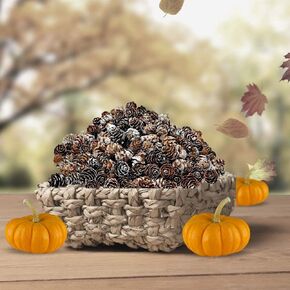 White Washed Real Pinecones - Approximately 750 Pieces (1 Pound) of Assorted Sized Pine Cones - Fall and Christmas Bowl Filler Décor - Xmas Crafting