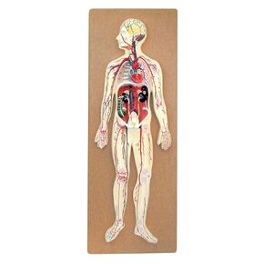 Human Circulatory System Model - for Studying Blood Circulation in The Body - 1/2 Natural Size - Mounted on 32" x 12" Base - Hand Painted, Numbered Details with Key Card - Eisco Labs