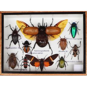 Real Mixed Beetle Scorpion Insect Boxed Framed Taxidermy Display Wood Box For Collectibles