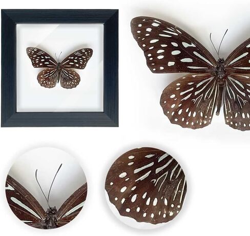 Framed Butterfly Taxidermy, Butterfly Specimen Shadow Box, Insect Real Butterfly Display Wall Art Table Top Shelf Decor in Saudi Arabia