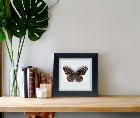 Framed Butterfly Taxidermy, Butterfly Specimen Shadow Box, Insect Real Butterfly Display Wall Art Table Top Shelf Decor in Saudi Arabia
